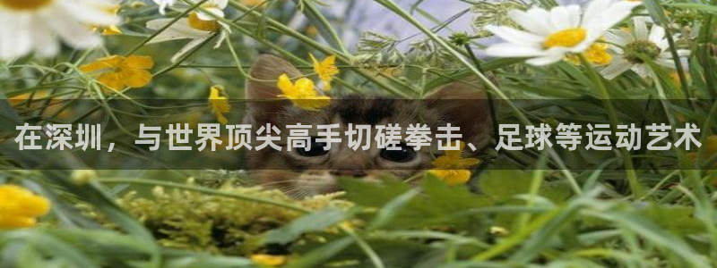 凯发官方正版app集团简介：在深圳，与世界顶尖高手切